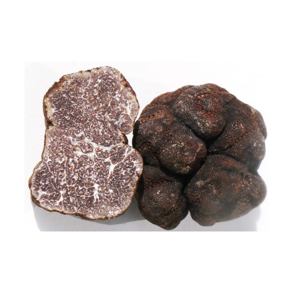 tuber-macrsporum.png